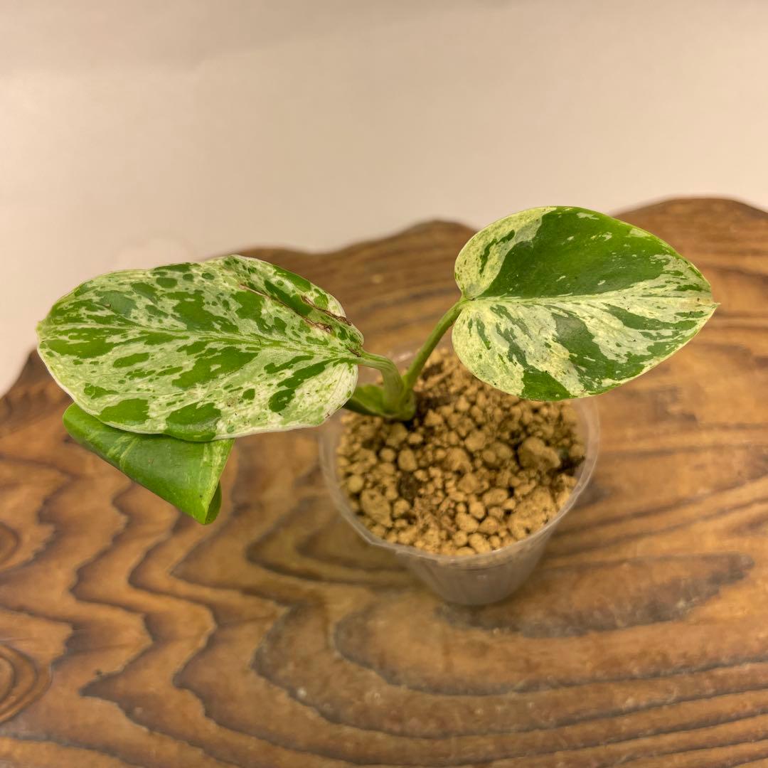 N*a様 L041品種保証！斑入り保証！モンステラ バルバソー フシギダネ