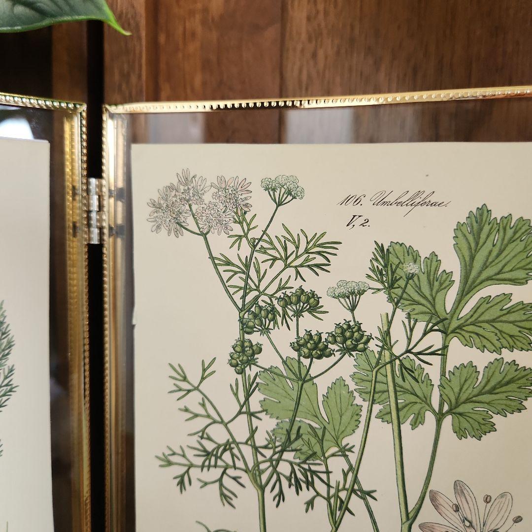 ボタニカルアート 植物画 アンティーク リトグラフ 絵画 額 植物図鑑