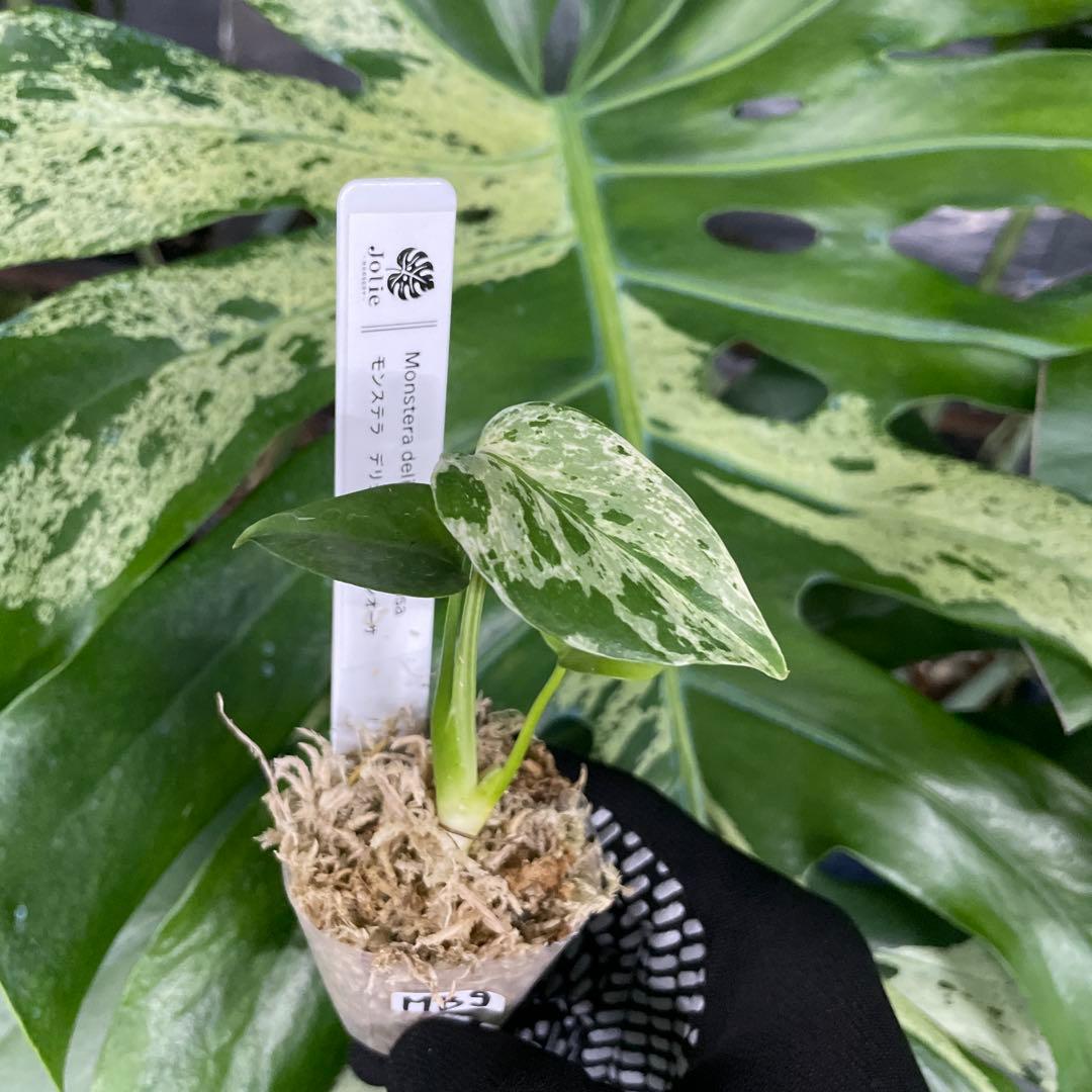 MB9モンステラ デリシオーサ ベトシオーサ 2寸ポリポット ネコポス発送