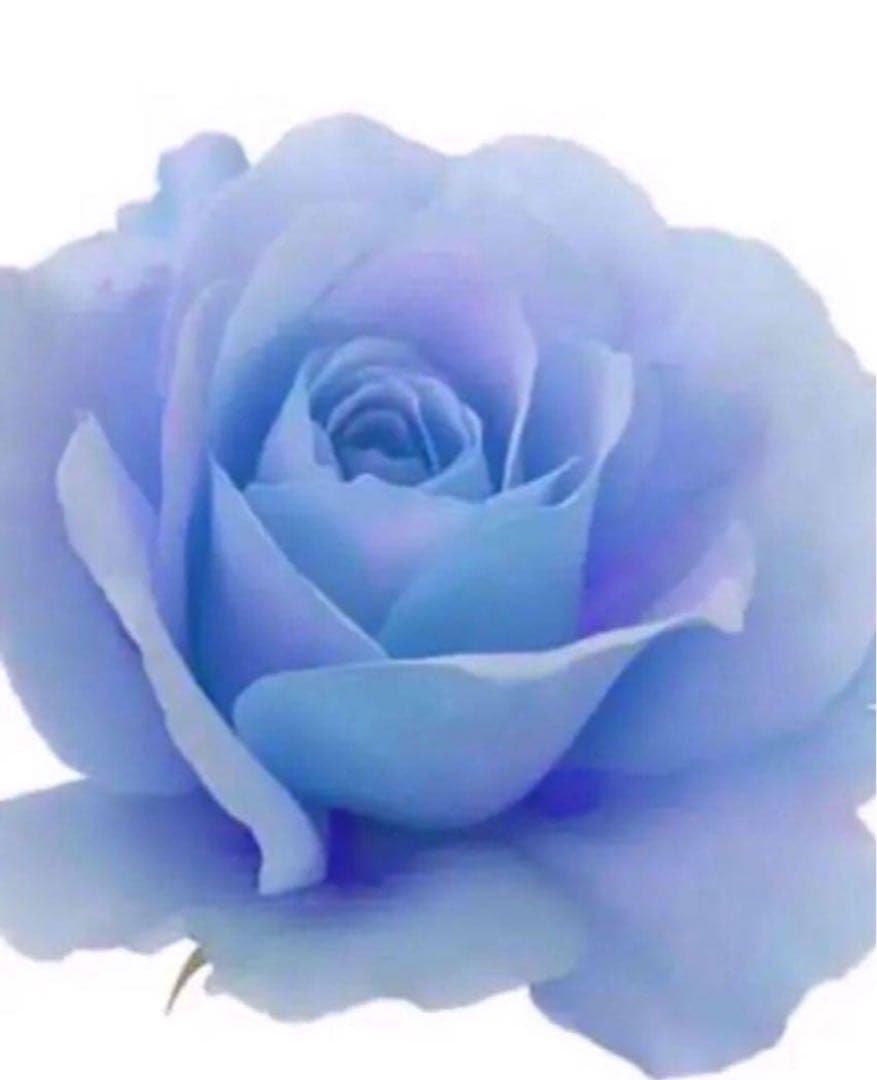 Kadu様 コラゲリード W2