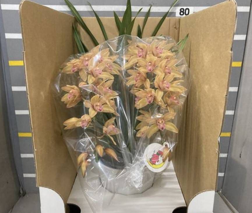 ☆シンビジューム☆ジョーンテーラー’ミリオンキス’☆アーチ型☆陶器7号鉢☆2F☆