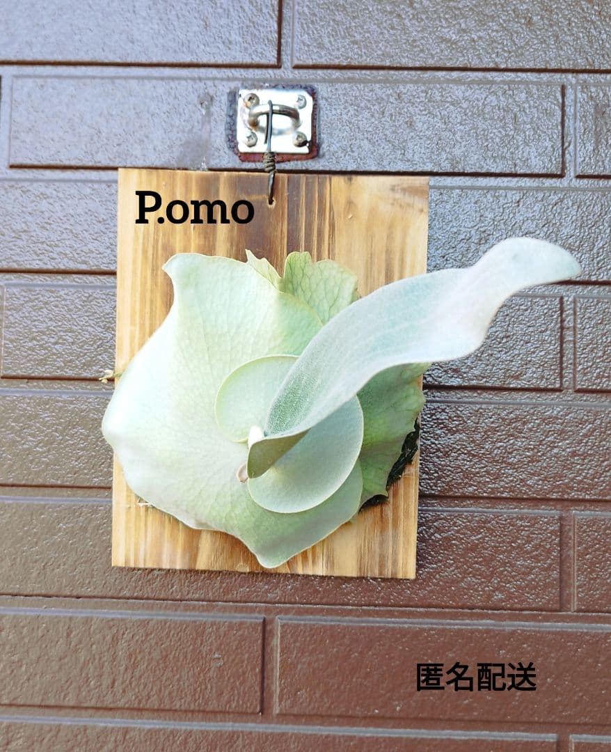 P.ｏｍｏ　株分　 元祖白系ビカクシダ