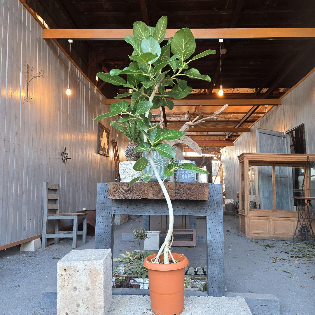 ⑭　フィカス　ベンガレンシ　曲がり仕立て８号特大苗木最高等級極上品‼️