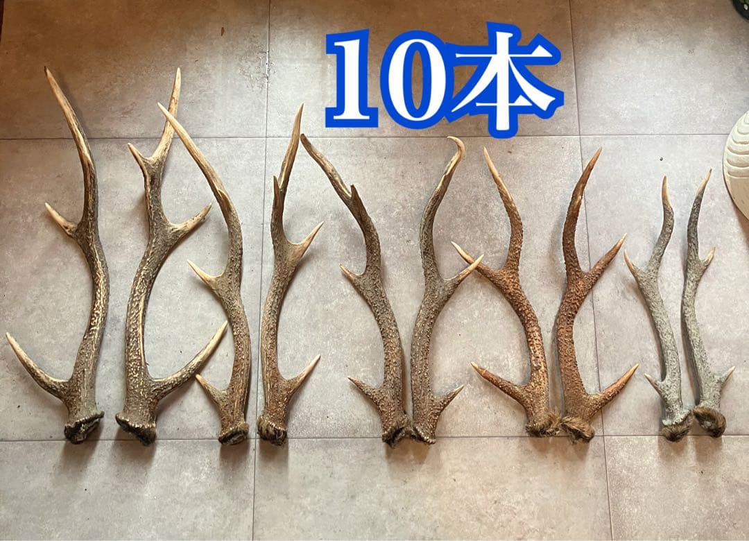 特価 鹿の角 5対 (10本）鹿角 えぞ鹿の角 対で二本一組 北海道産天然鹿角 中国茶・中国茶器など厳選
