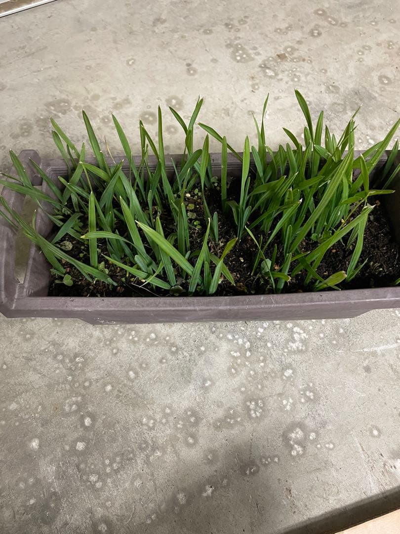 【ゆうなちゃん】貴重な、オニサバルヤシのロングリーフ