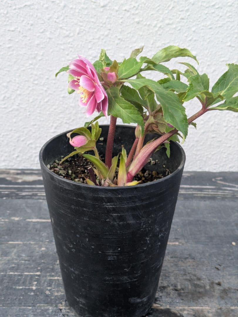 広瀬園芸】クリスマスローズ ソレイユ系dd整形花 - メルカリ