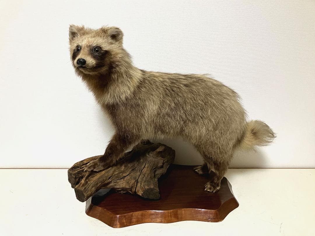 狸の剥製：種の保存法に該当しない動物 タヌキの剥製 | ほねとはね ONLINE SHOP
