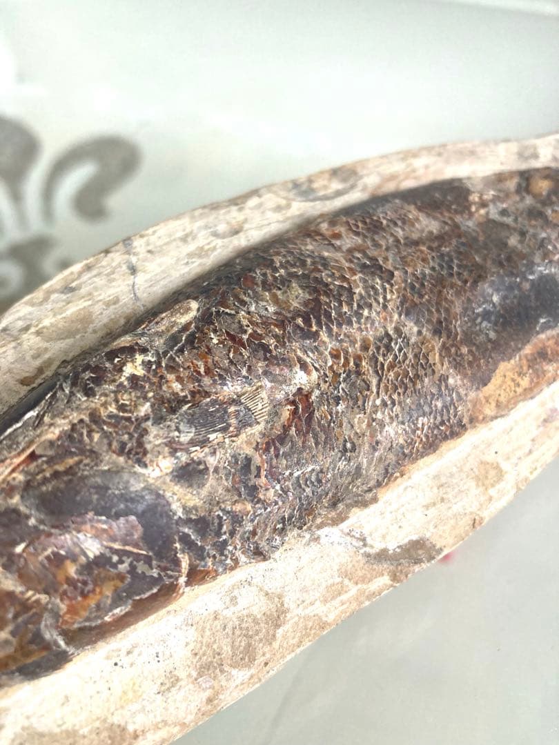 魚化石 標本 21cm】天然ヴィンテージ｜一点物オブジェ｜アート／インテリア