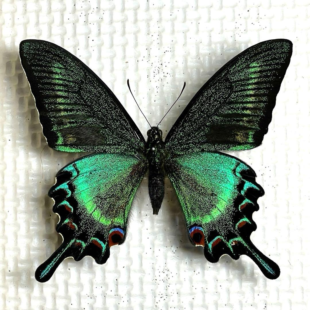 蝶標本 ミヤマカラスアゲハ♂ 後翅青紫が広く出現❗️した逸品