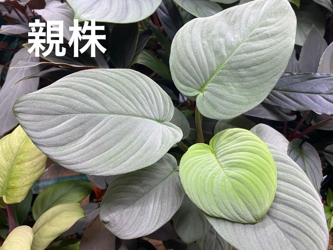 ホマロメナ/ Homalomena sp.“月輪” 【LA0318-01】 子株 Homalomena sp. “月輪” Sumatera Utara 【LA0318-01】 : 癒やしの素