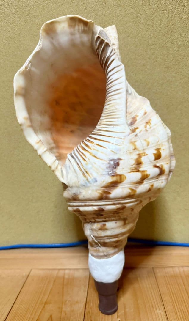 定*吉様 大型38㎝修験道法螺貝　密教　魔除け　山伏　熊よけ　ほら貝　ホラガイ
