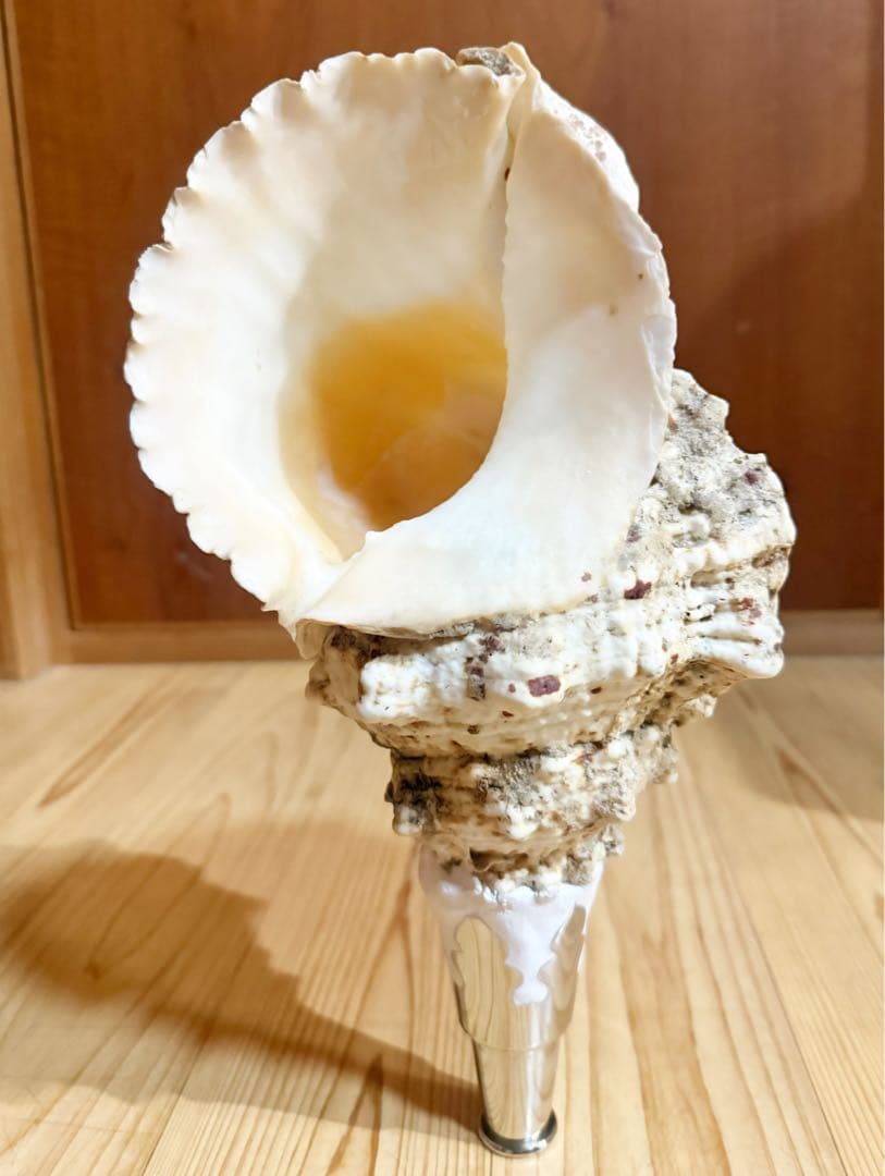 希少　特大　肉厚オオナルト法螺貝　ほら貝　ホラガイ❣️