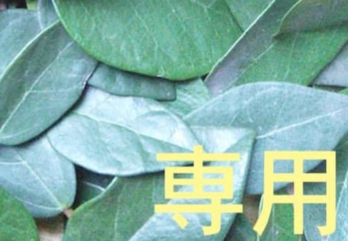 超リピート【お休み中】 ドテラ Zg Lv TT 3点 追加同梱