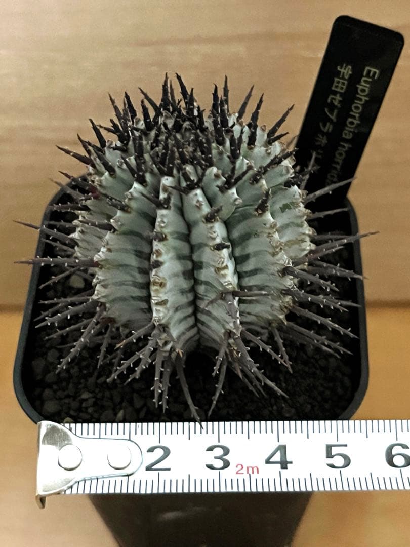 な*の様 ユーフォルビアホリダ 宇田ゼブラホリダ 純血統 特級ゼブラ班