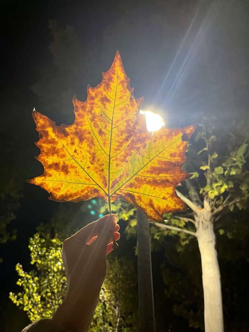 N7 スポーツブラ ブラック 新品未使用 - メルカリ