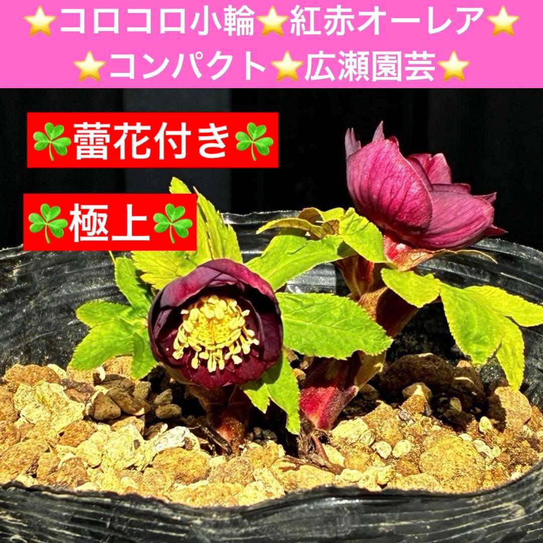 ラ*ク様 3498☘️蕾花付き☘️極上☘️⭐️コロコロ小輪⭐️紅赤オーレア⭐️コ