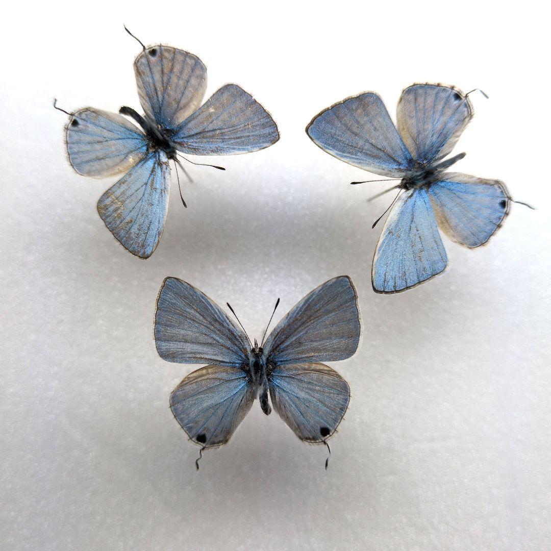 蝶標本　ウスアオオナガウラナミシジミ　3♂
