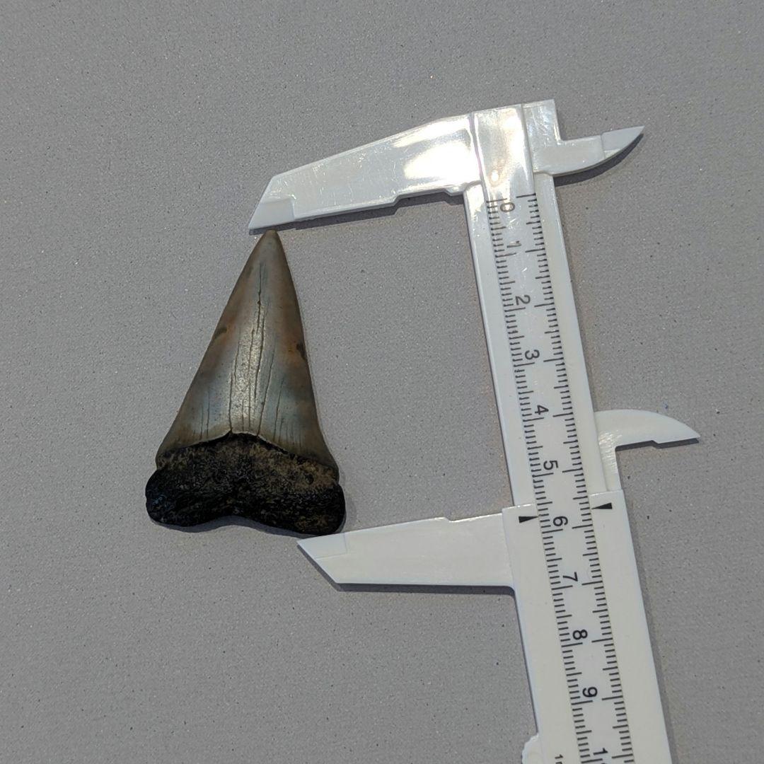 ホホジロザメ ハスタリスの歯の化石 - メルカリ