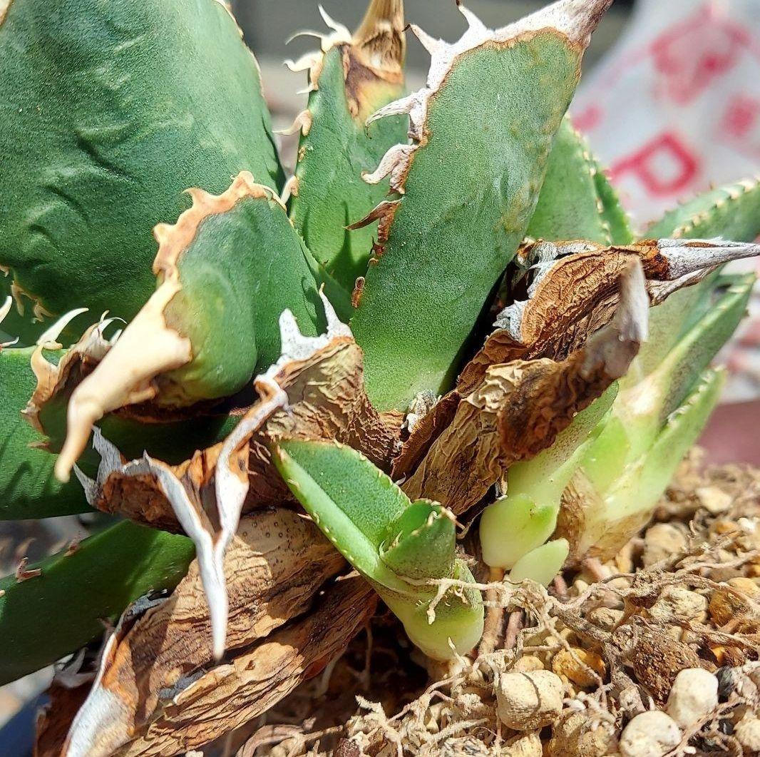 アガベ チタノタ CJスペシャル 大白鯊タイプ ホオジロザメタイプ 子株