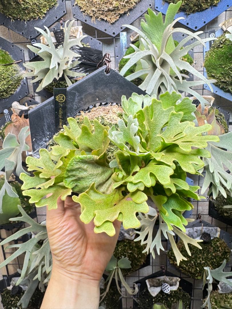 ridleyi dwarf minimini 板付け