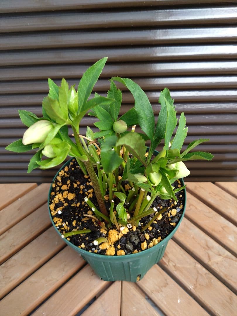 クリスマスローズ ダブル 株分け苗 - メルカリ