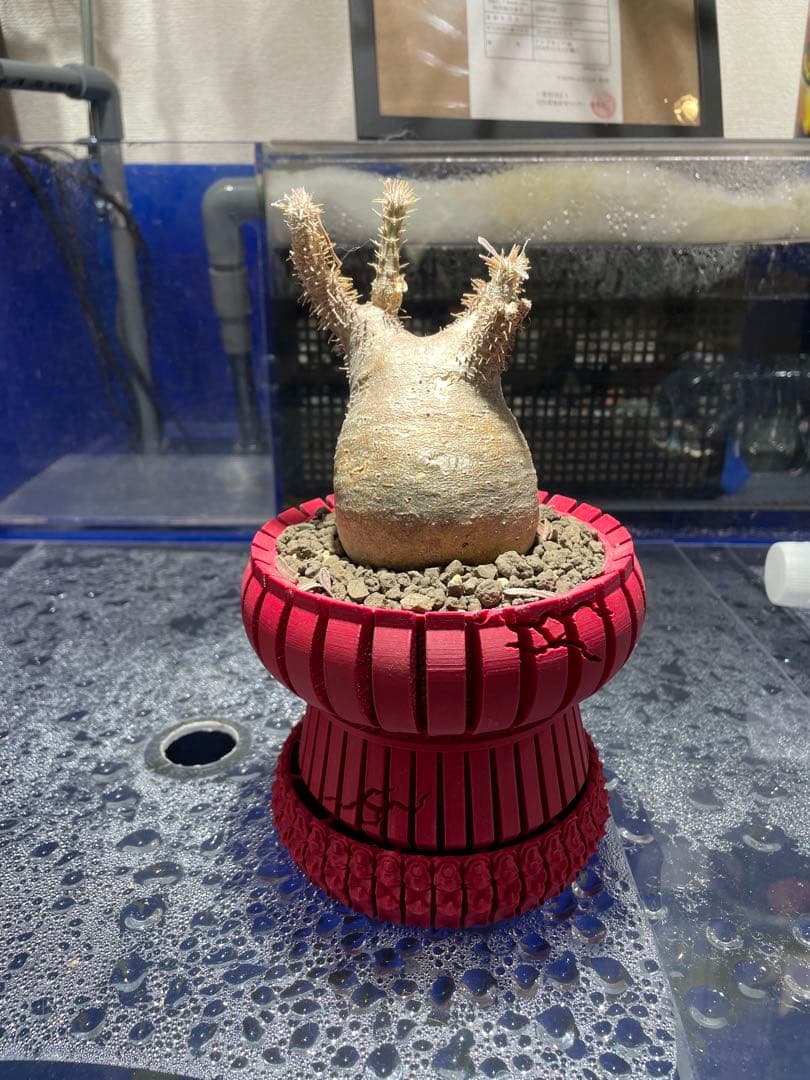 グラキリス現地球発根済み+3Dプリンター鉢