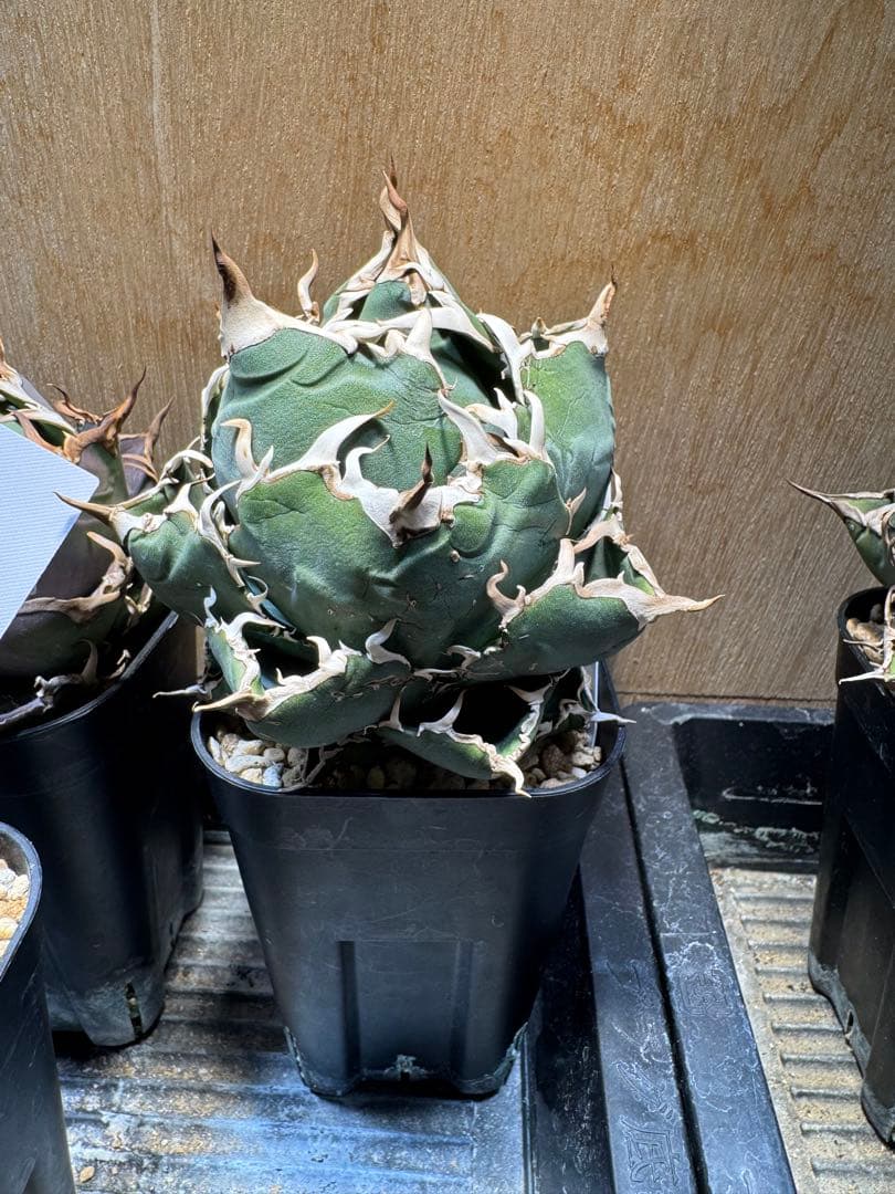 【jszk】 一部店舗限定】デニムライクカラミスタンドカラーブルゾン（ブルゾン