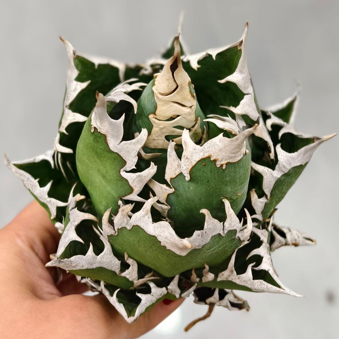 t*w様 L1344多肉植物 ガベ チタノタ 強棘 大白鲨 ホオジロザメ/検 暴