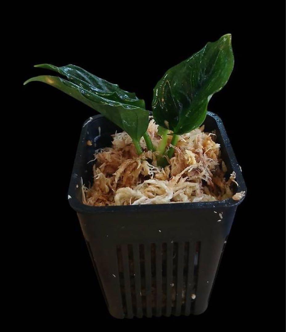 特別企画 新春セール Aglaonema アグラオネマ トリカラー メタリカ ③