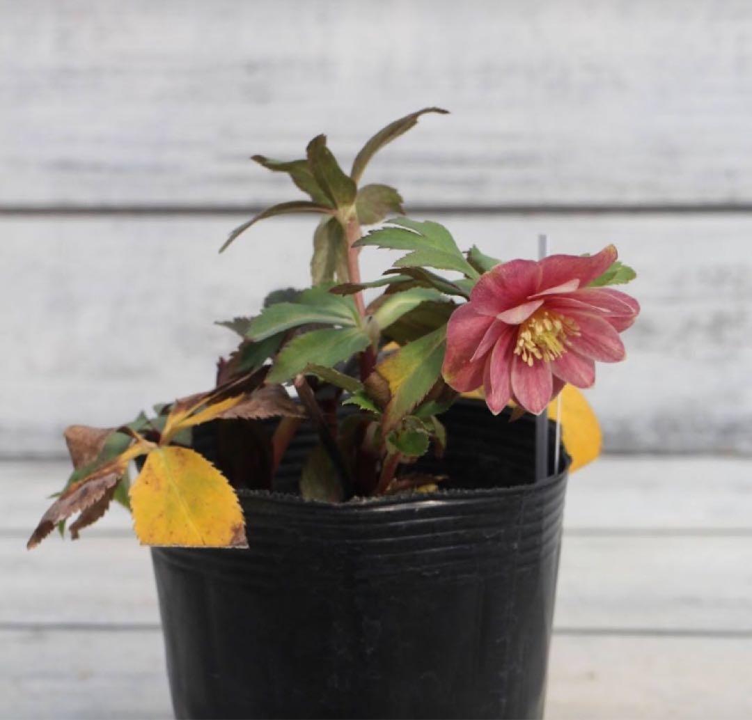 大木ナーセリー クリスマスローズ イリュージョン交配オーレアダブル