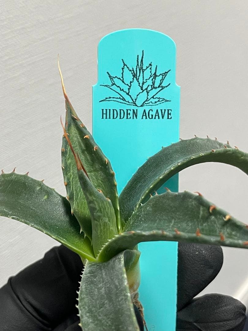 樹*様 ジェレミー産Hidden Agaveアガベ エボリスピナ×モンタナ ハイ 樹*様 ジェレミー産Hidden Agaveアガベ エボリスピナ×モンタナ ハイ