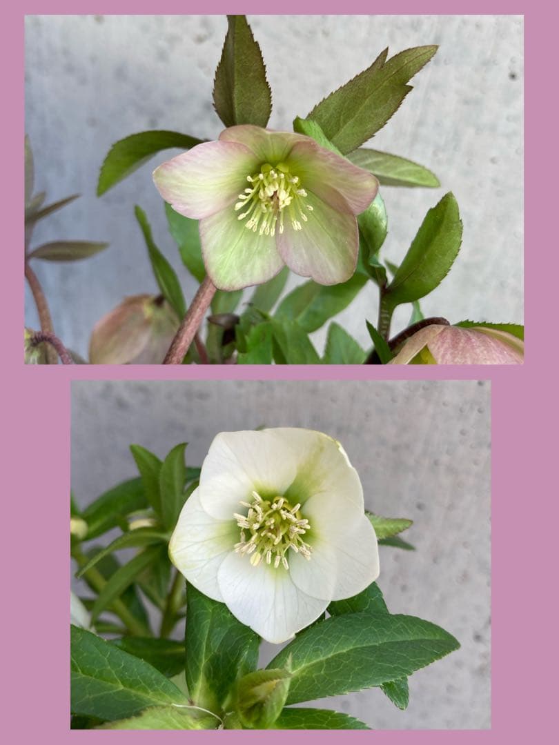 おまとめ2点　meroron＊mama様