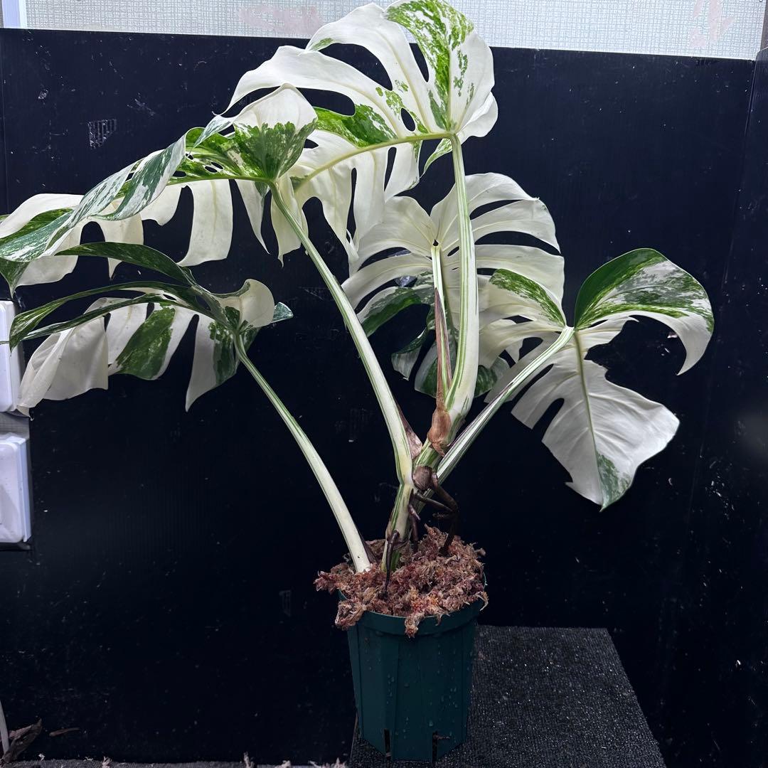 斑入りモンステラ ホワイトタイガー極美大株69cm白斑多 - メルカリ