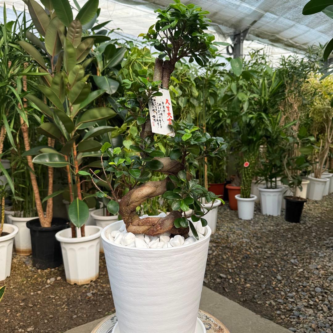 【特級品】ガジュマル 曲がり 昇り龍 盆栽仕立て 葉付き多め 8号鉢 専用皿付き