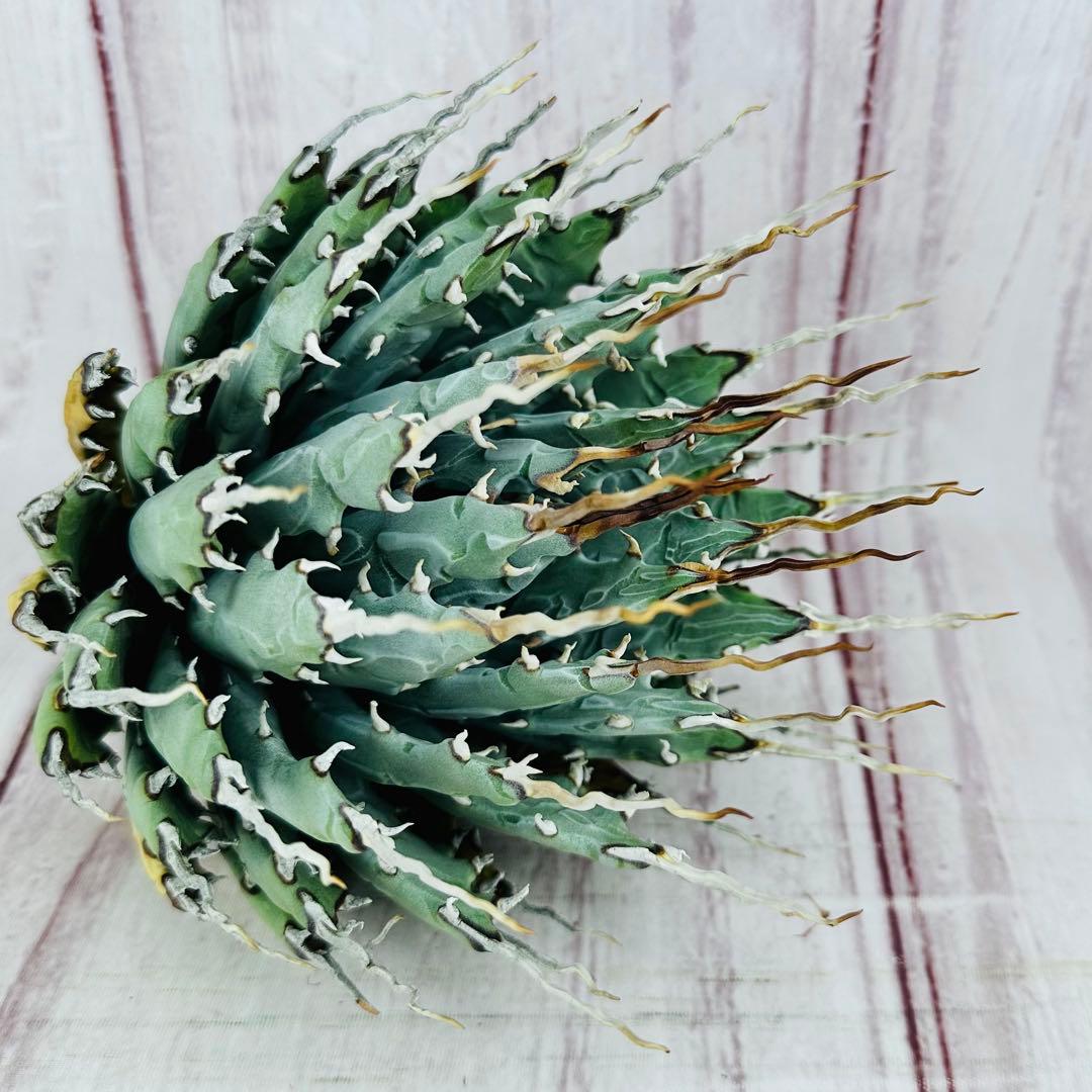 ② アガベ ユタエンシス エボリスピナ 陽炎 ロングスパイン 丸型