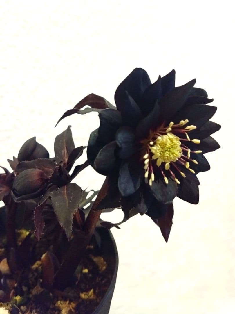 クリスマスローズ　真黒　dd