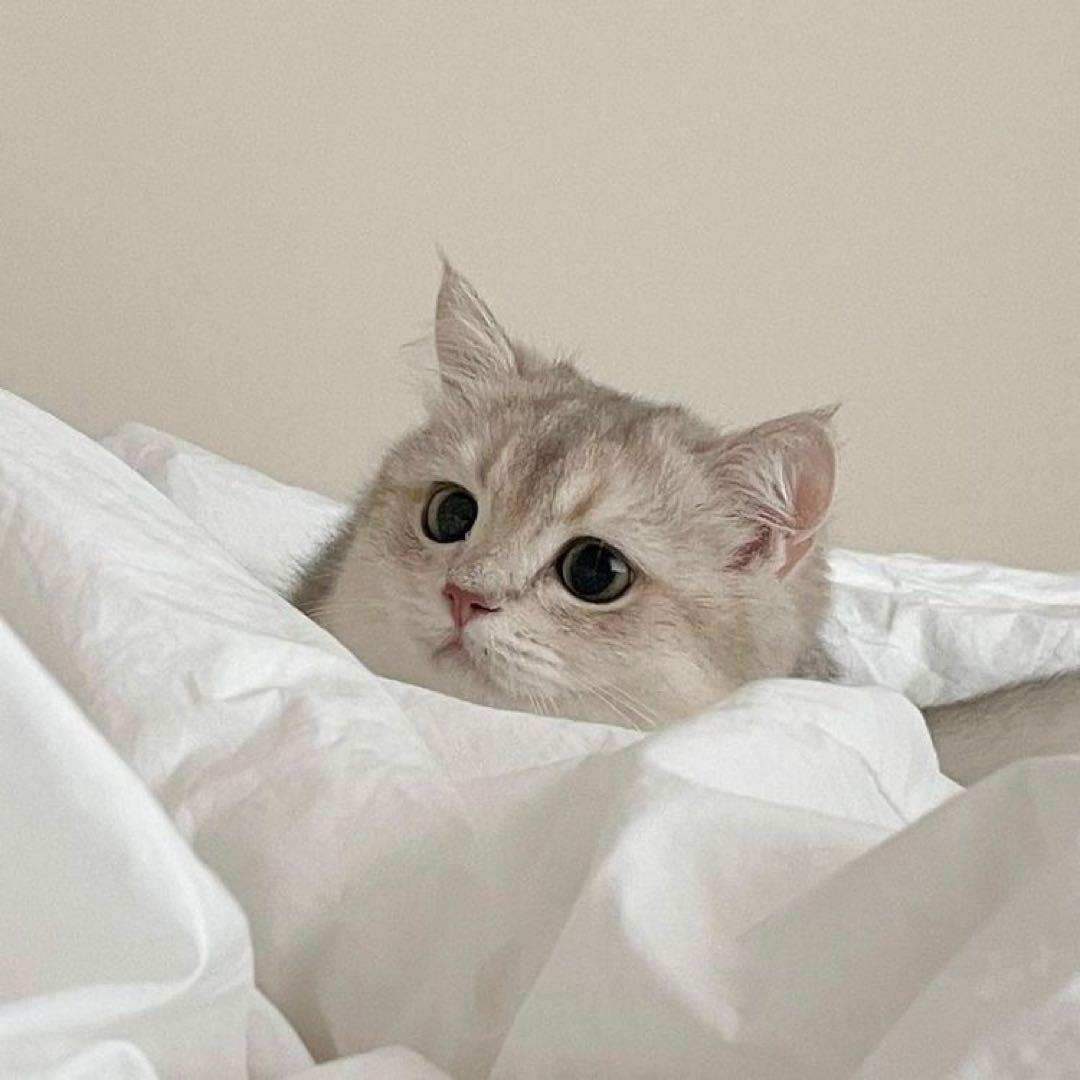 みぃ TRICK PLEATS – isseymiyake.com