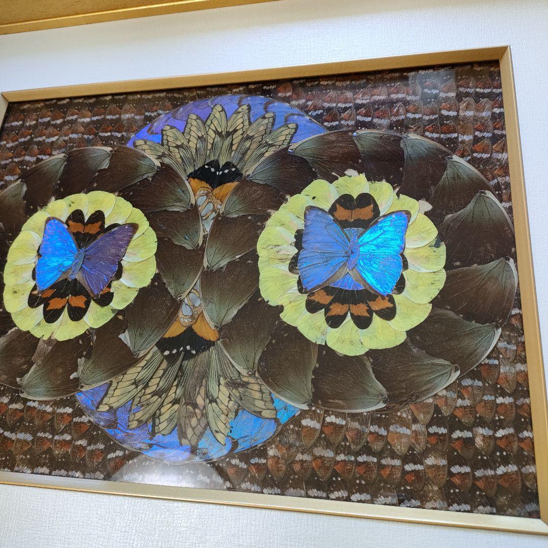 モルフォ蝶 蝶画 羽根細工 蝶絵画額 - メルカリ