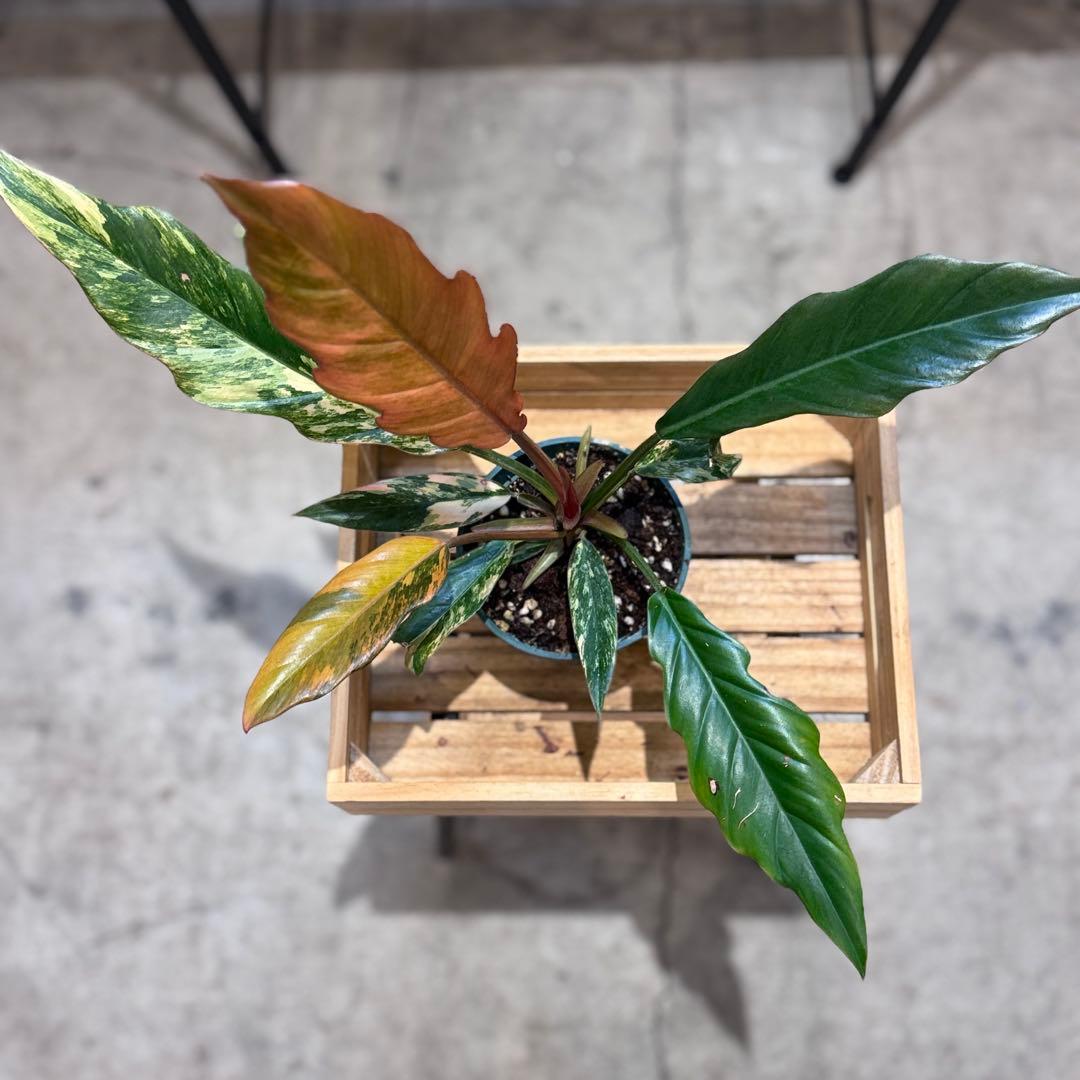 く*ま様 5 フィロデンドロン　キャラメルマーブル　斑入り観葉植物