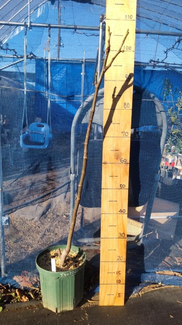 イチジク ブラックマデイラ 2年生8号鉢植えと穂木4本　 №2