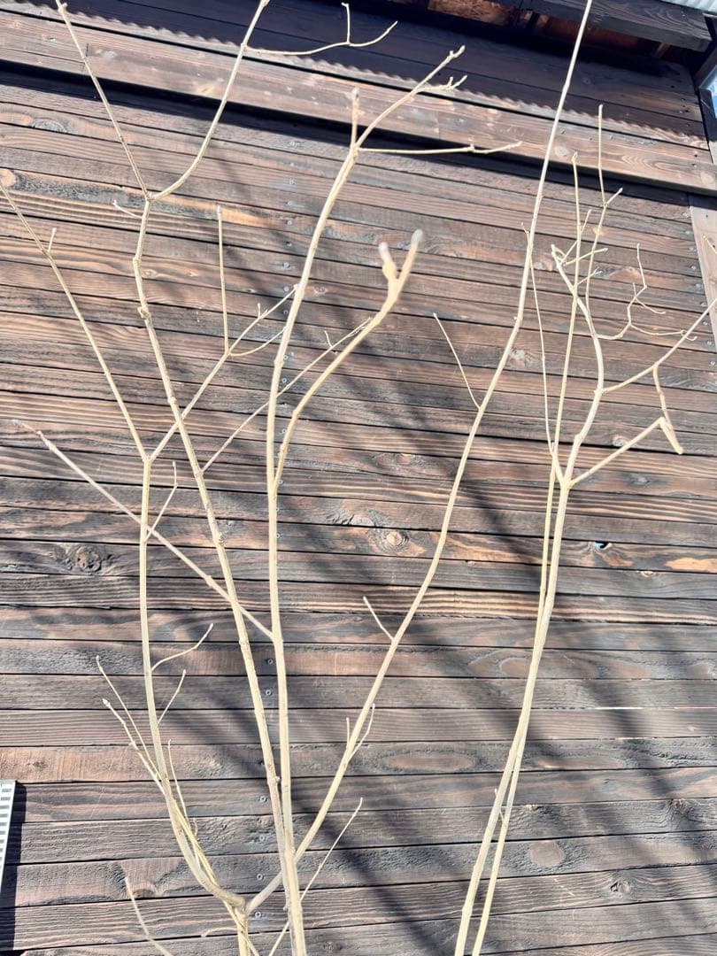 アオダモ/株立ち/自生山採り【現品発送】管理80016 - メルカリ