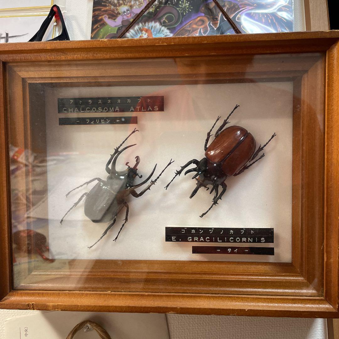 カブトムシ アトラスオオカブト ゴホンヅノカブト 標本