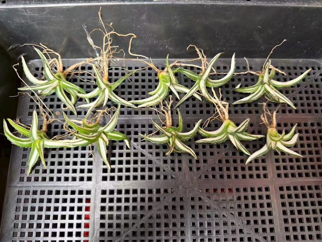 m*u様 45多肉植物アガベ 笹の雪丸叶氷山 変異錦 白中斑 鲜明錦 極上美株