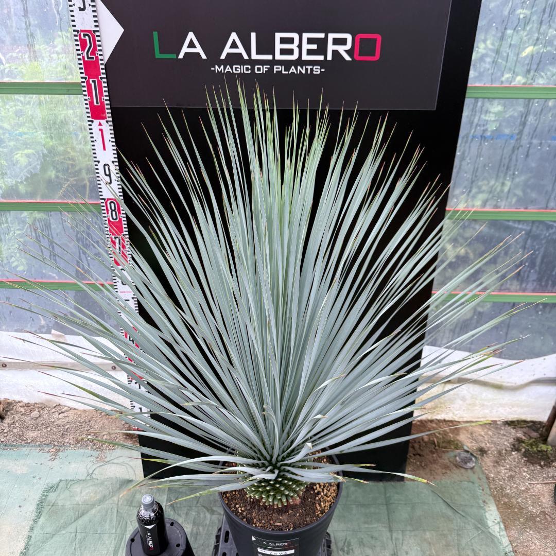 AL1046】ユッカ ロストラータ ランチョブルー 数量限定販売 - メルカリ