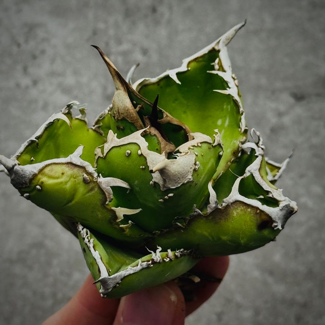 s*n様 多肉植物・アガベ ・チタノタ・“精品冰雹” ・極上株ブツブツ