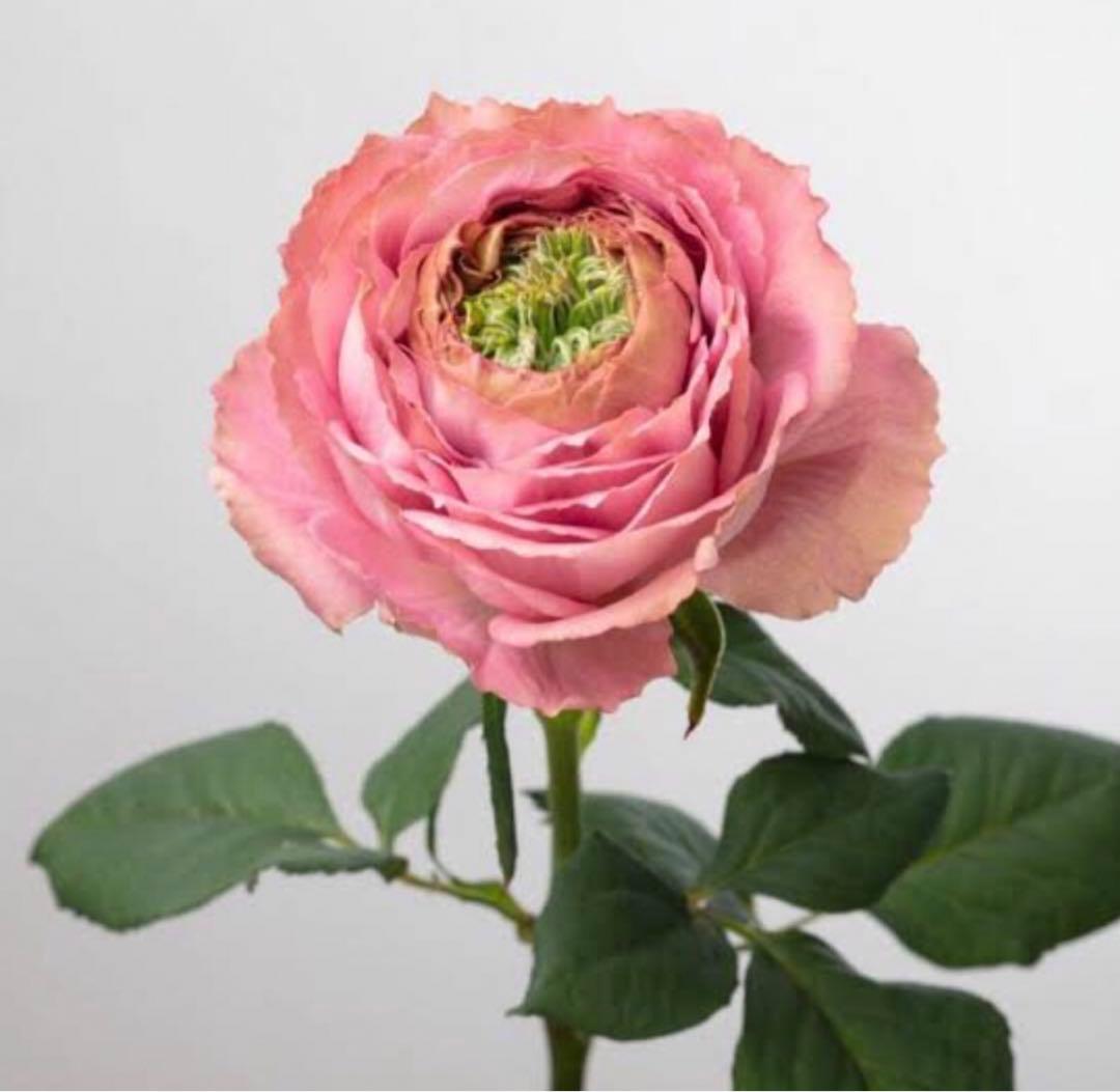 かおりんご　おまとめ２点