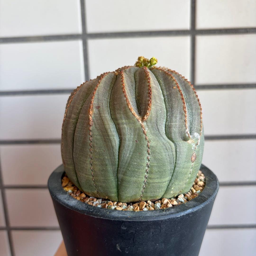 ② ユーフォルビア オベサ 実生選抜 モンスト 成長点ズレ - メルカリ