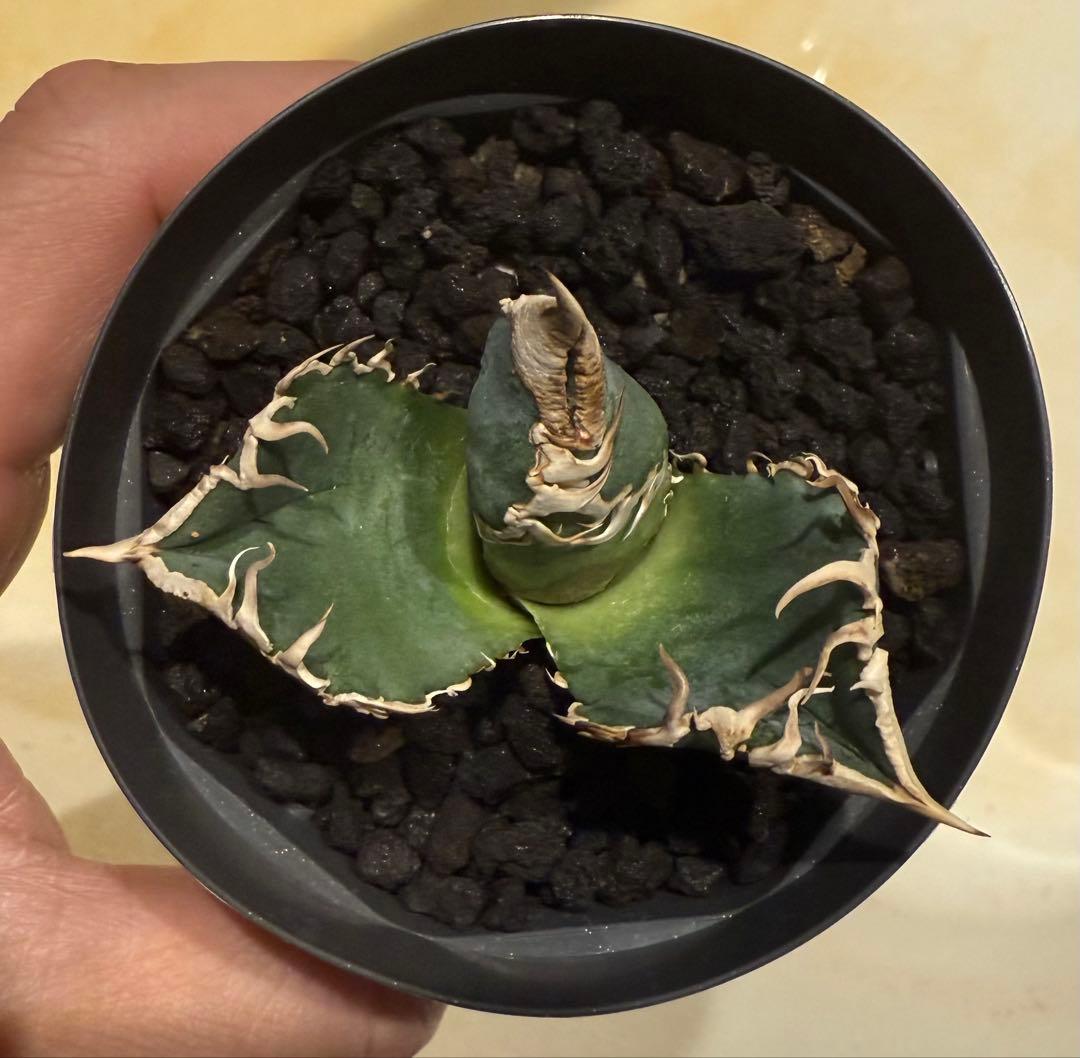 鉢ごと発送】アガベ チタノタ 大白鯊【白棘・独特の鋸歯・低重心・強