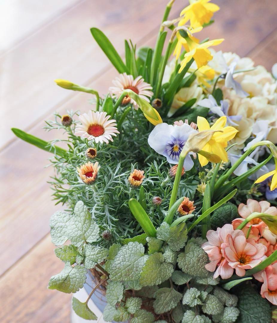 キュートなブリキポットの春色寄せ植え - メルカリ