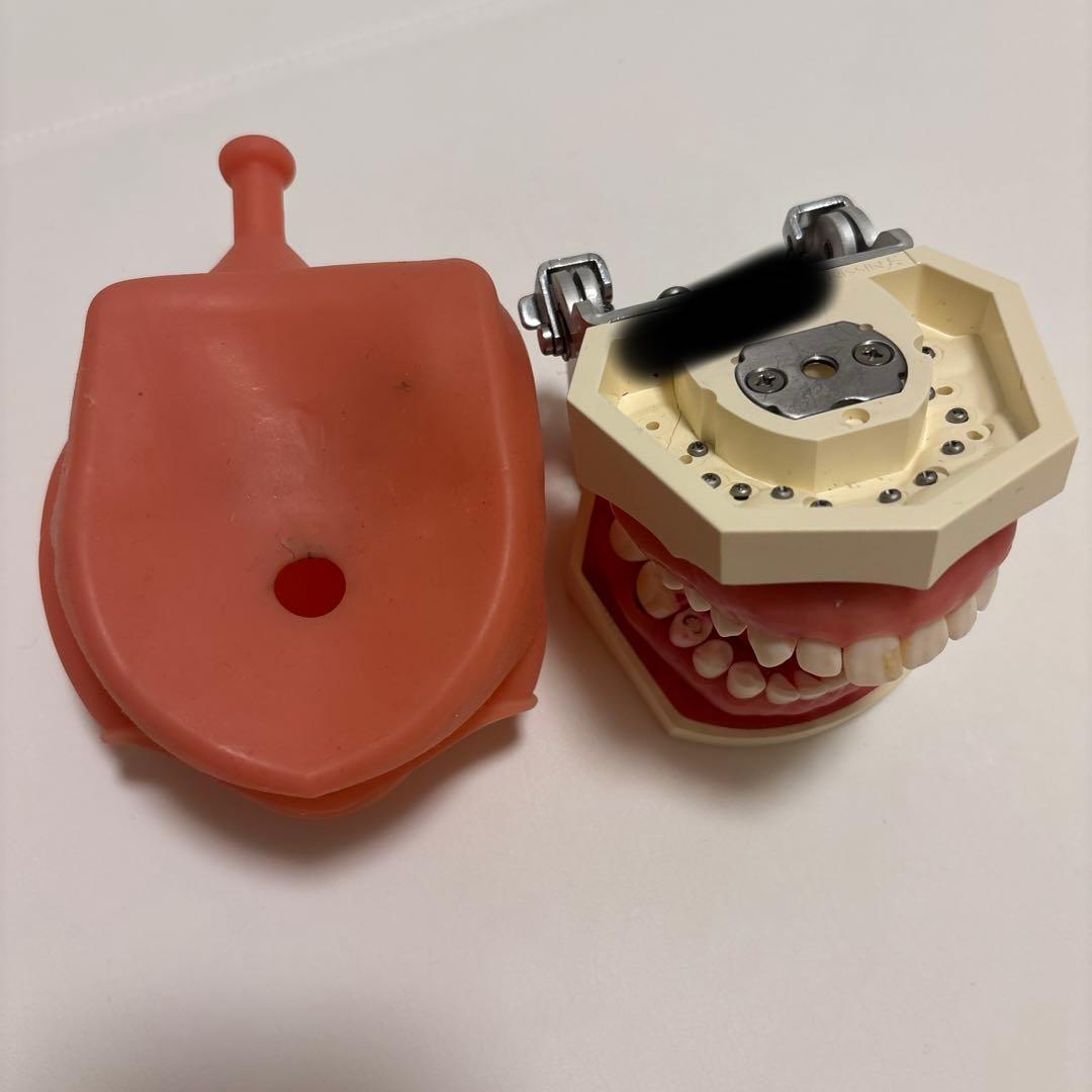 顎模型 NISSIN DENTAL MODEL